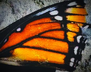 Close-up of orange butterfly on wall