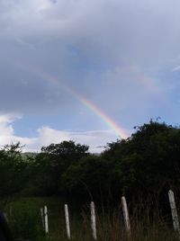 Low angle view of rainbow over trees against sky