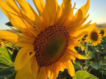 Close-up of sunflower