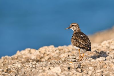 Close-up of bird perching on beach