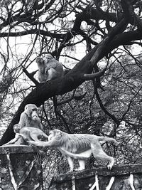 Low angle view of monkey in cage