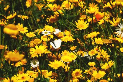 Close-up of yellow crocus flowers blooming in field