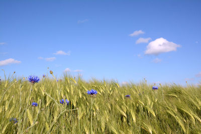 View of wheat field against blue sky