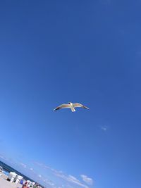 Low angle view of bird flying against clear blue sky