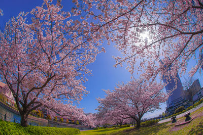 Low angle view of cherry blossom tree against sky