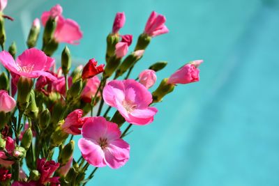 Close-up of pink flowering plant