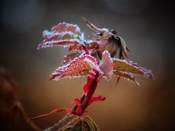 Close-up of wilted flower