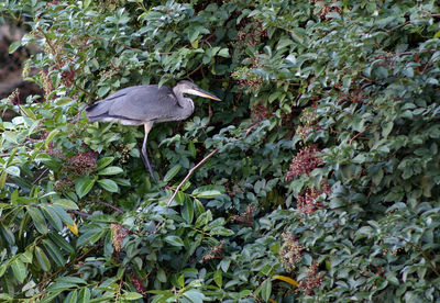 View of bird perching on plant