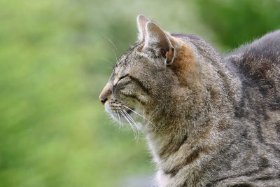 Close-up of a cat looking away