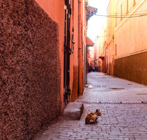 View of a cat on footpath in alley