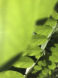 Close-up of green leaves