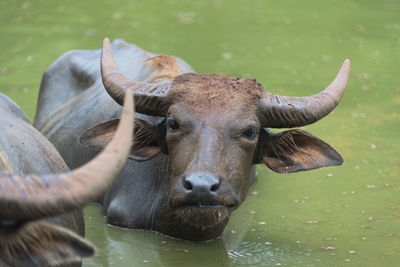 Water buffaloes swimming in lake