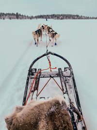 High angle view of huskies and sleigh 