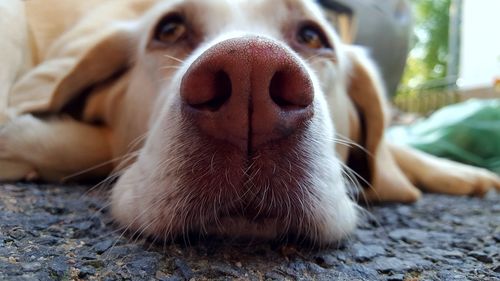 Close-up portrait of a dog
