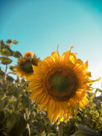 Close-up of sunflower