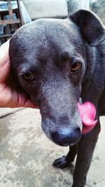 Close-up of hand holding dog