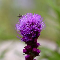 Close-up of purple flowers