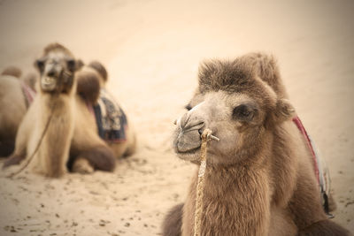 Close-up of camel sitting in desert