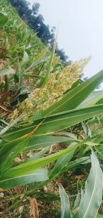 Close-up of fresh plants on land against sky