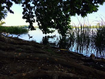 Scenic view of lake in forest against sky