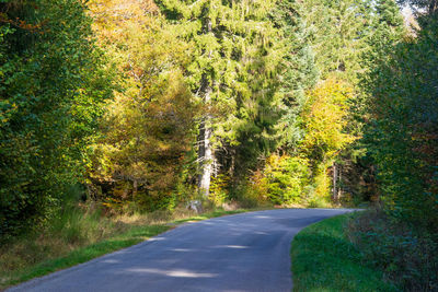 Road amidst trees in forest