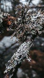 Close-up of pine tree branch during winter