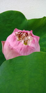 Close-up of pink lotus water lily on leaves