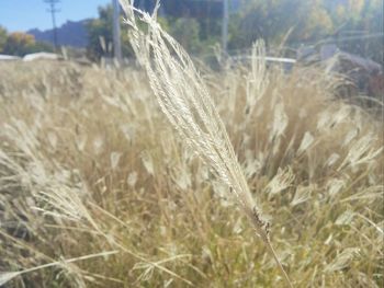 Close-up of stalks in field