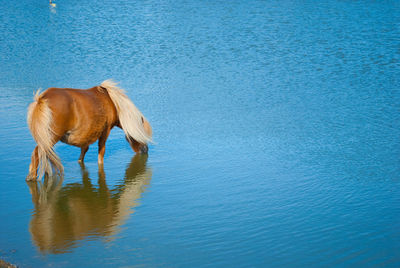 Horse drinking from pond