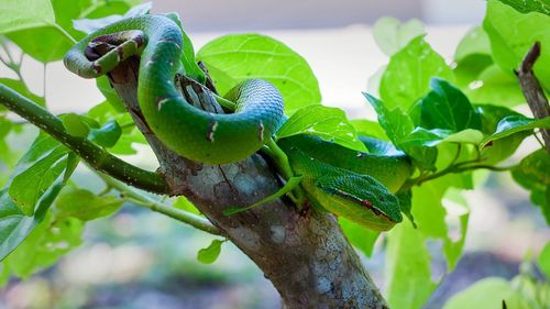 Close-up of lizard on tree