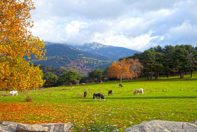 Sheep grazing on field against sky