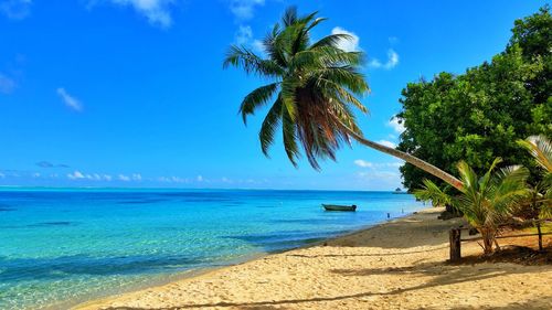 Palm trees on beach against blue sky