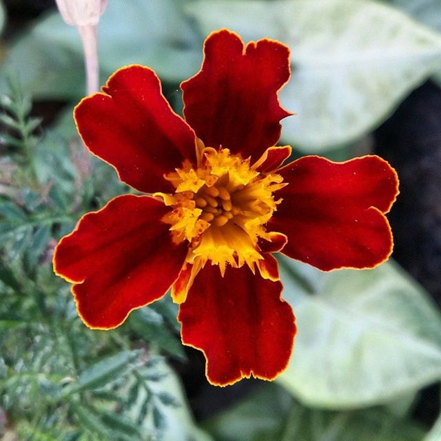 flower, petal, freshness, flower head, red, fragility, growth, beauty in nature, close-up, single flower, pollen, blooming, focus on foreground, stamen, nature, plant, in bloom, blossom, vibrant color, day