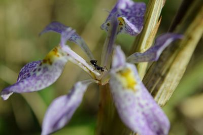 Close-up of bee on purple flower