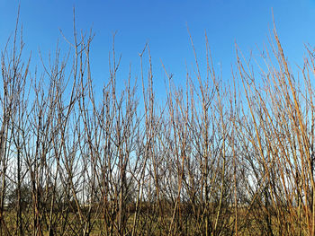 Low angle view of plants on field against clear sky