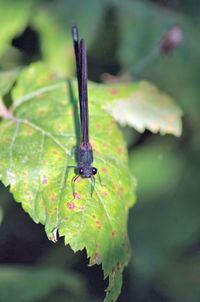 Close-up of insect on leaf