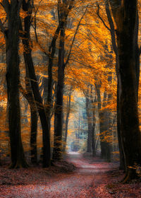 Trees in forest during autumn