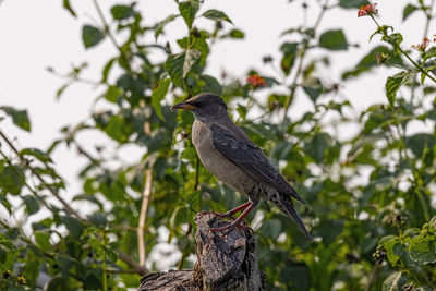 Low angle view of bird perching on branch