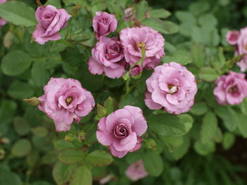 Close-up of pink roses