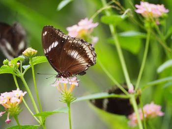 Close-up of butterfly pollinating on flower