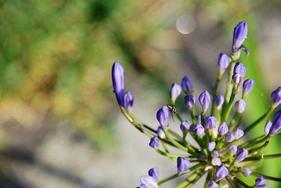 Close-up of purple flowering plant