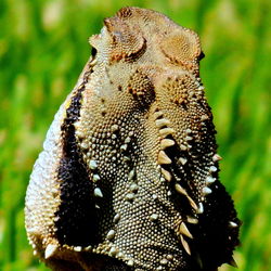 Close-up of insect on plant