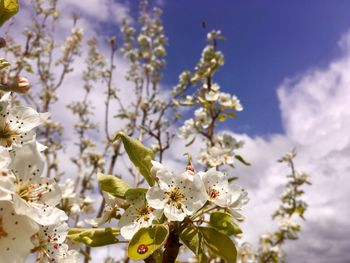 Close-up of white cherry blossoms against sky