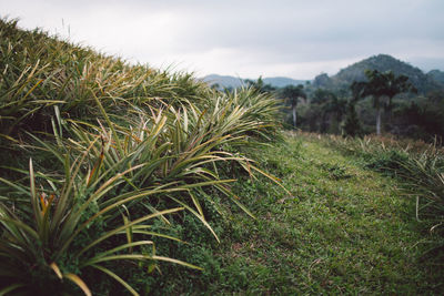 Plants growing on field against sky