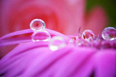 Close-up of pink flowers