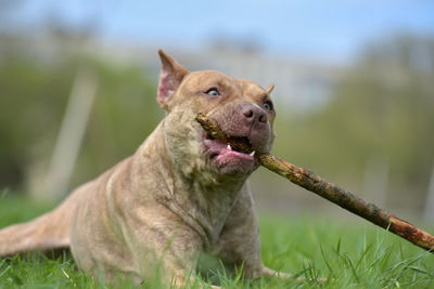 Portrait of a dog looking away