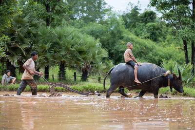 View of man riding horse in water