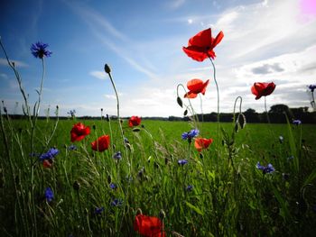 Close-up of red flowers blooming in field