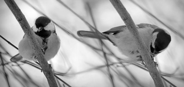 Low angle view of birds perching on branch