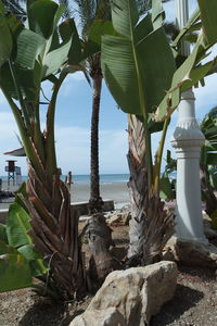 Close-up of tree by sea against sky